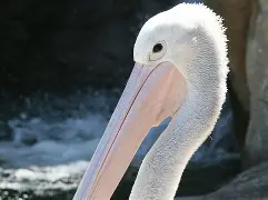 九游体育下载-风云突变新奥尔良鹈鹕冲刺阶段篮板制胜浓眉哥与80激战日本队分钟，现场解说直呼：犹他爵士今晨伤情更新